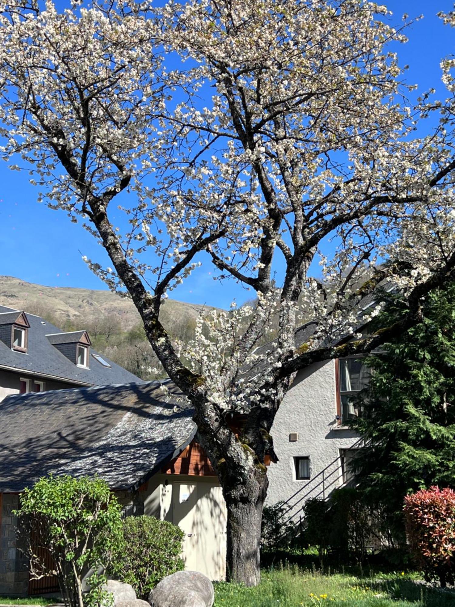 Apparts Au Coeur De St-Lary - Piscine Chauffee Et Sauna Saint-Lary-Soulan Dış mekan fotoğraf